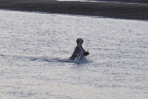 Hippo lunging