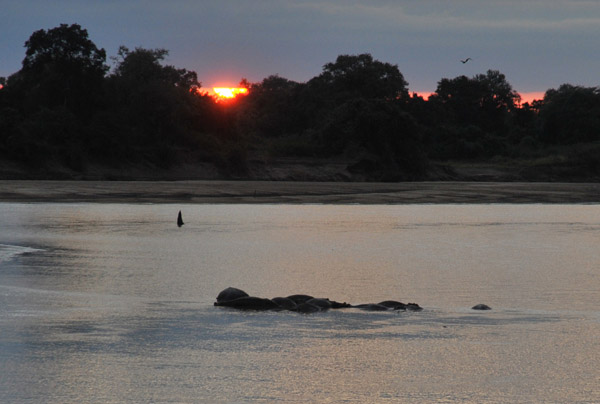 Hippos in the Luangwa River at sunrise