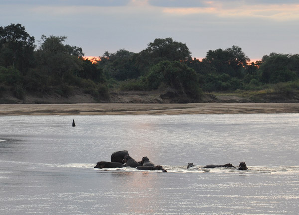 Hippos in the Luangwa River