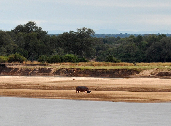 Mother hippo and tiny baby.... #&@*!%^ lens!!!