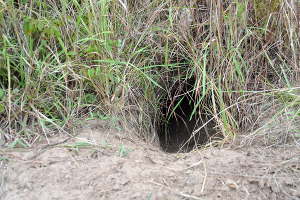 Critter hole on the walk back to Wildlife Camp