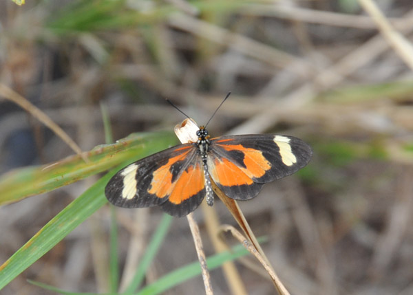 A poisonous butterfly