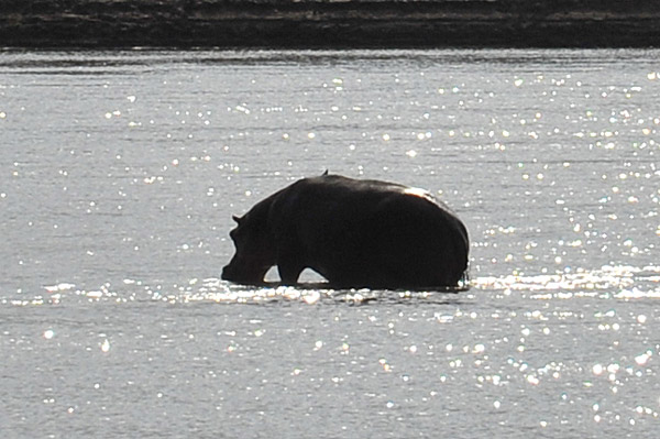 Hippo in the Luangwa River