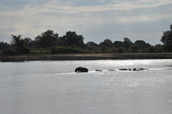 Hippos in the Luangwa River