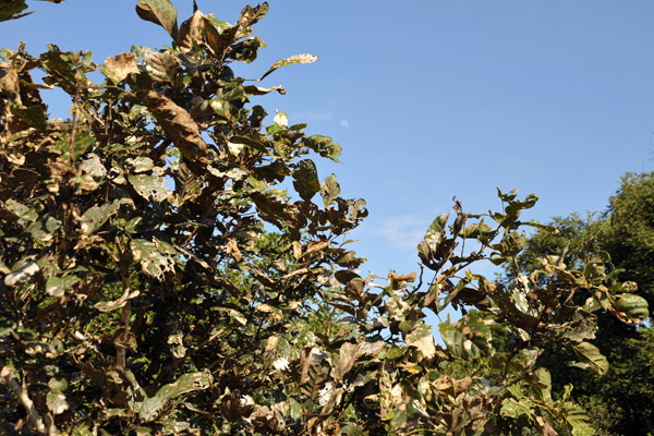 This tree defends itself from elephants by taking on a sickly appearance until it is larger