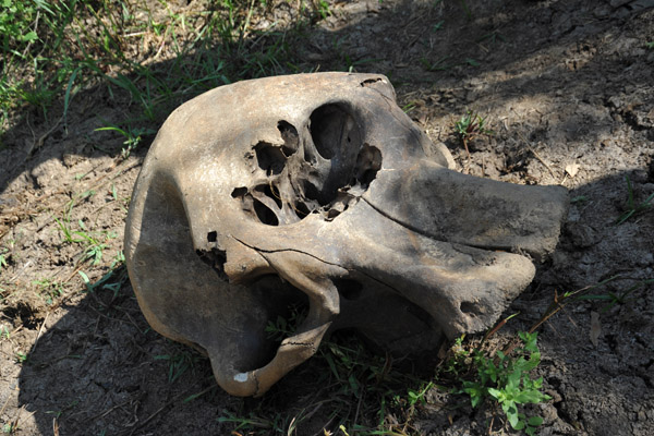 Elephant skull