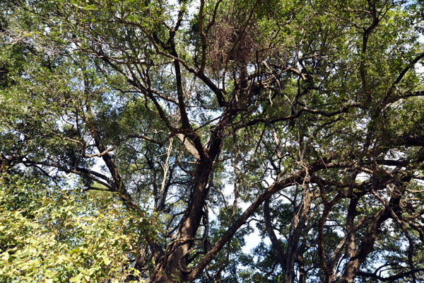 Walking through the woodlands near Wildlife Camp