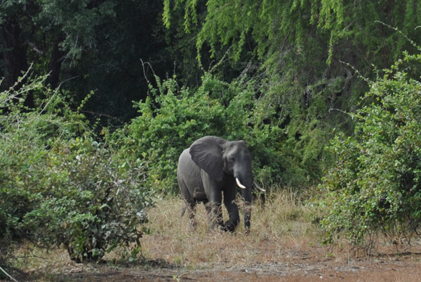 Elephant on our morning walking safari