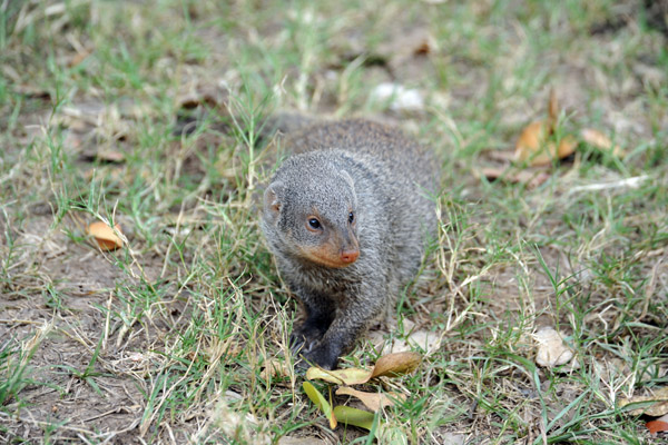 Banded mongoose at Wildlife Camp