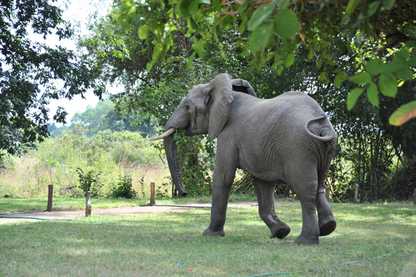 Elephant at the chalets in Wildlife Camp