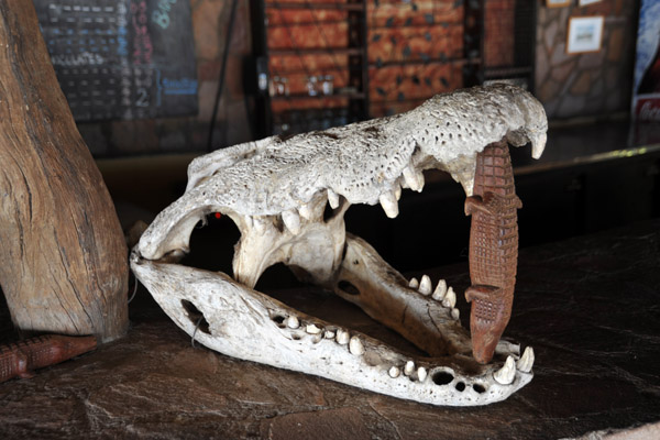 Crocodile skull at the Pool Bar, Wildlife Camp