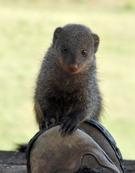 Mongoose on my shoe