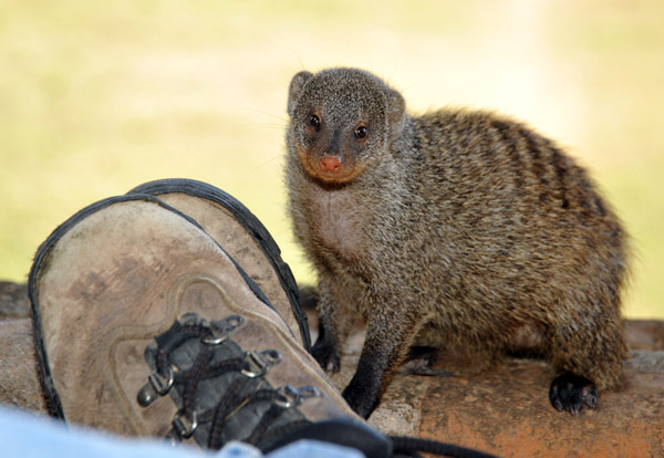 Young banded mongoose with my shoe, Wildlife Camp