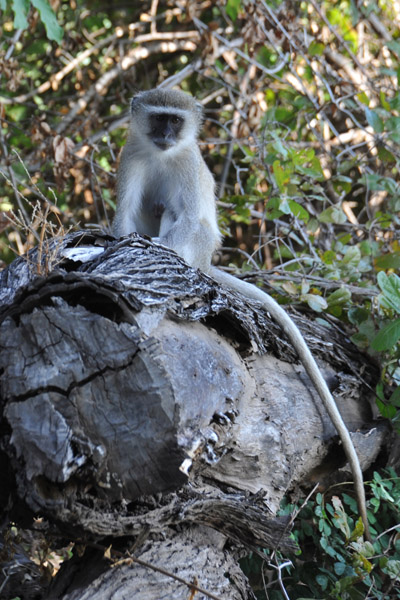 Vervet Monkey, Wildlife Camp