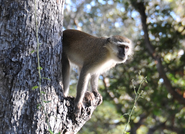 Vervet Monkey, Wildlife Camp
