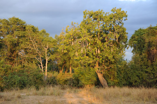 Sausage Tree, South Luangwa National Park