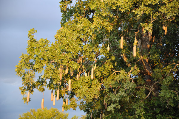 Sausage Tree, South Luangwa National Park