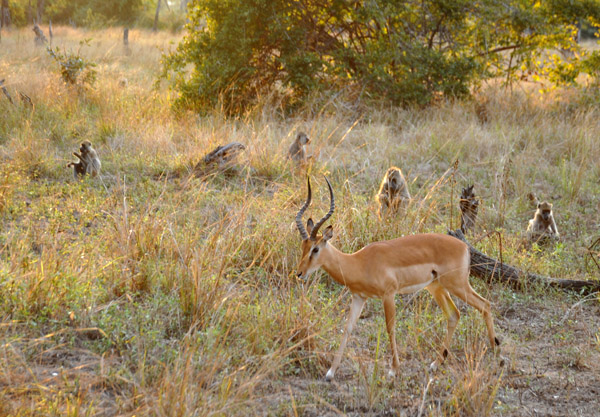 Impala walking past a group of baboons, South Luangwa National Park