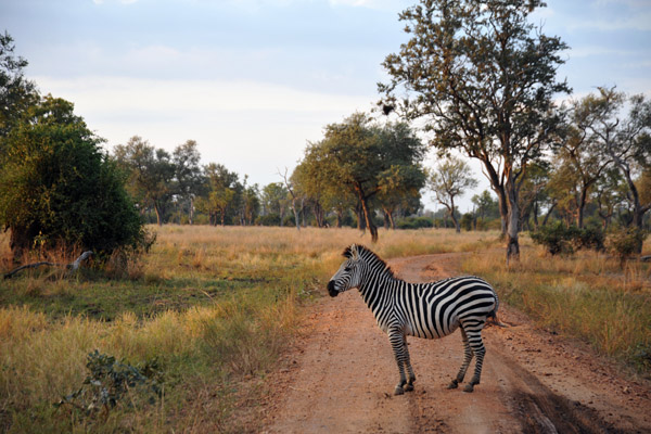 Zebra in the road, South Luangwa National Park