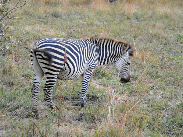 Zebra, South Luangwa