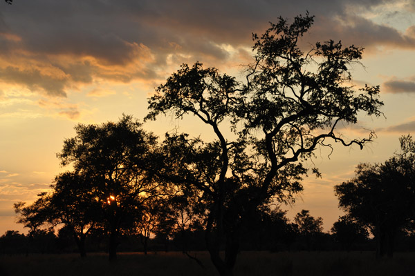 South Luangwa National Park