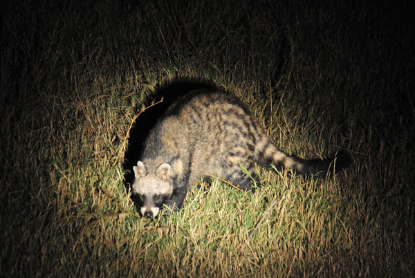 Night drive at South Luangwa - civet