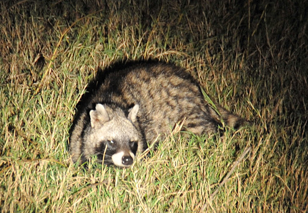 African Civet (Civettictis civetta)