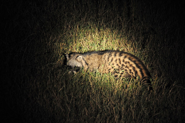 The nocturnal omnivorous African Civet in the spotlight