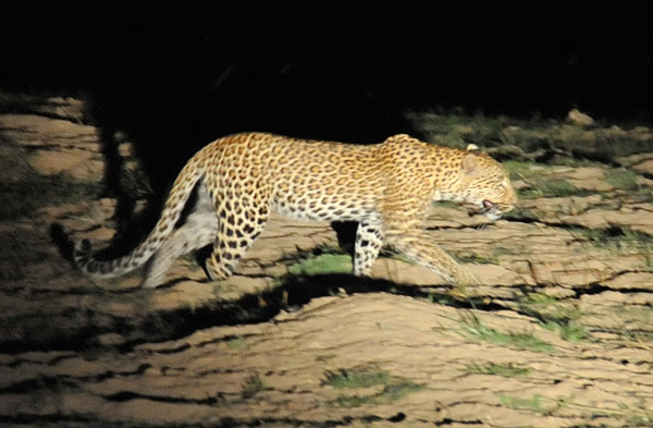 Leopard (Panthera pardus), South Luangwa National Park
