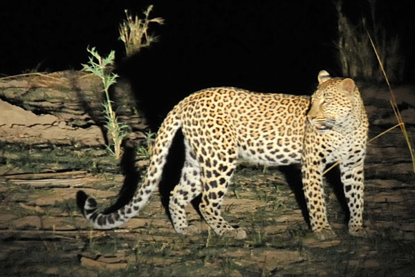 While it was nice to get close, when we first found this leopard he was heading towards some unsuspecting impala