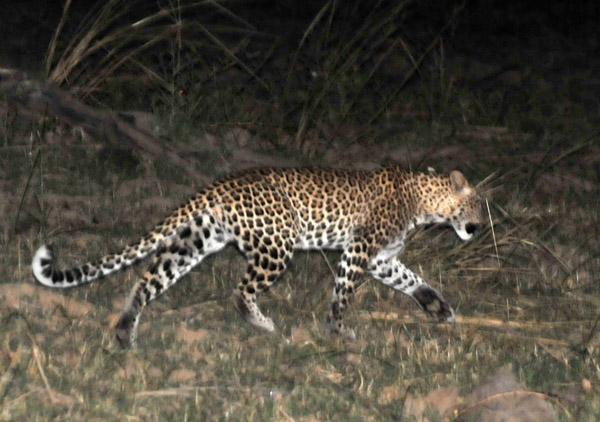 Leopard on a South Luangwa National Park night drive