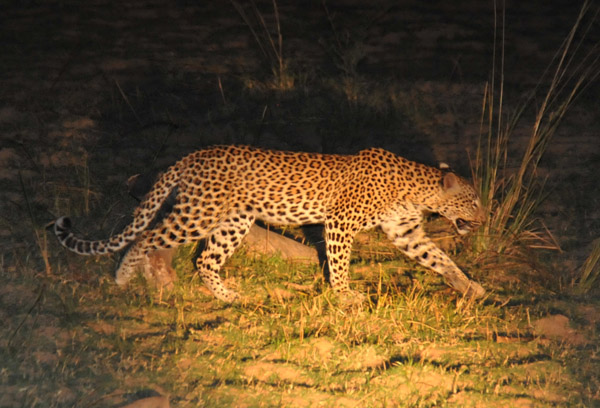 The guide said this leopard is a young male, not full grown
