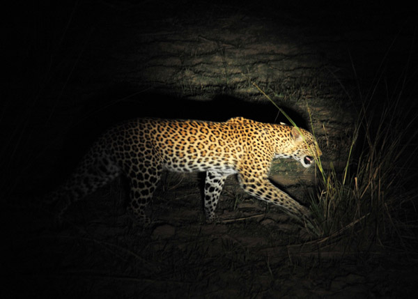 Last shot of this leopard before he escapes into thicker bush