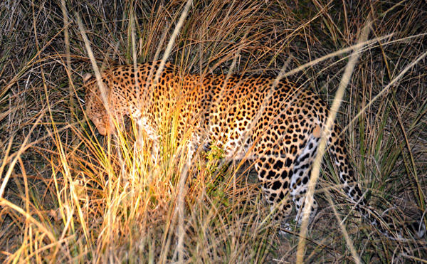 Ironic that I saw my first two leopards on the same day that my 400mm lens broke...