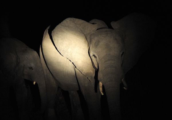Elephant caught in the spotlight, South Luangwa National Park night drive