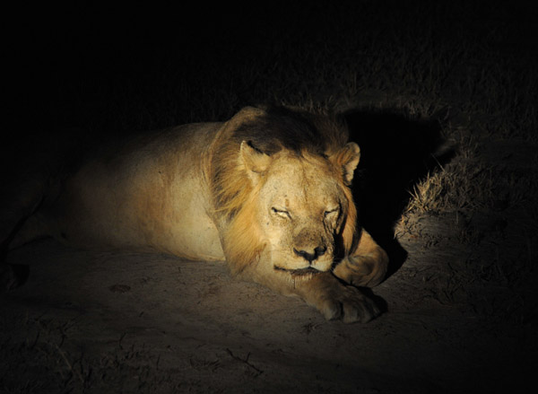 The male of a South Luangwa pride of 19 lions - he doesn't seem very big to have so many females