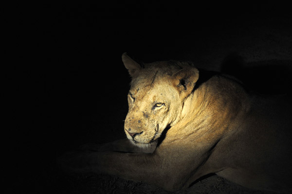 Loiness in the spotlight, South Luangwa National Park