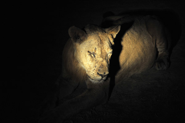 Loiness in the spotlight, South Luangwa National Park