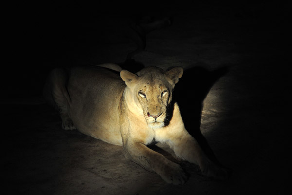 Loiness in the spotlight, South Luangwa National Park