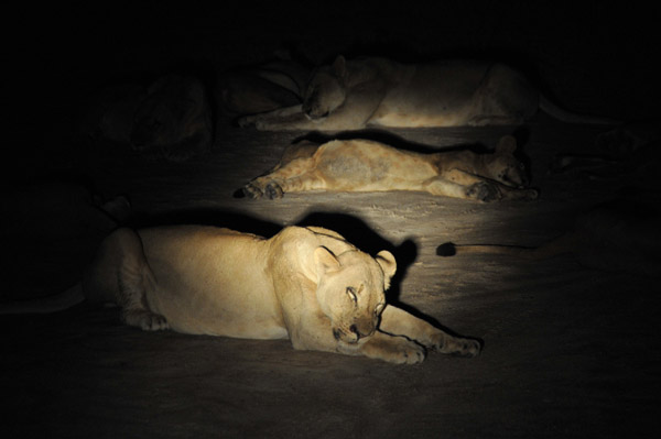 Lions in the spotlight, South Luangwa National Park