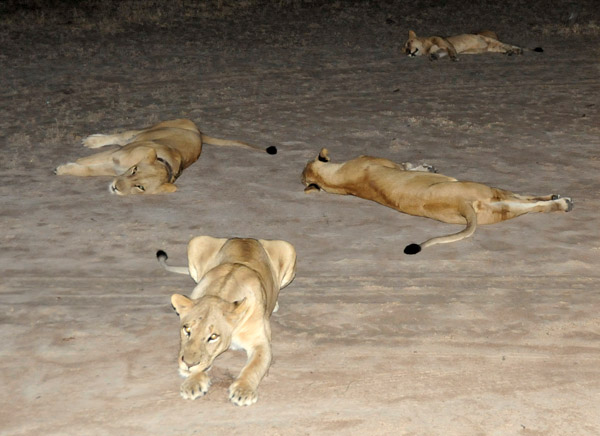 South Luangwa lions
