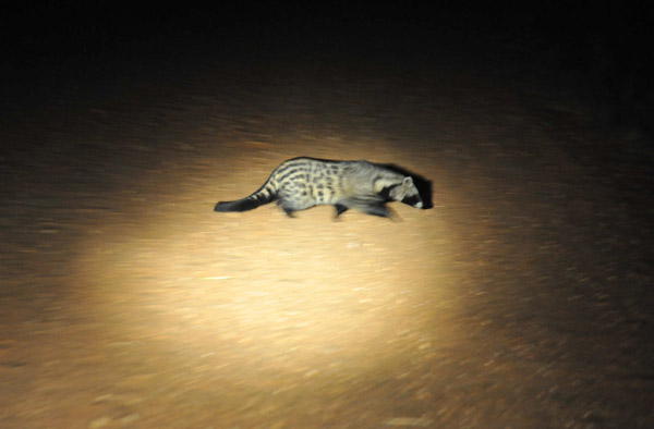 A civet caught in the spotlight at the end of a very productive night drive