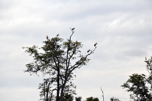 A tree full of roosting Yellow Billed Storks