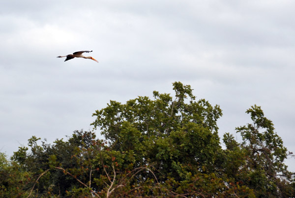 Yellow Billed Stork in flight, South Luangwa National Park