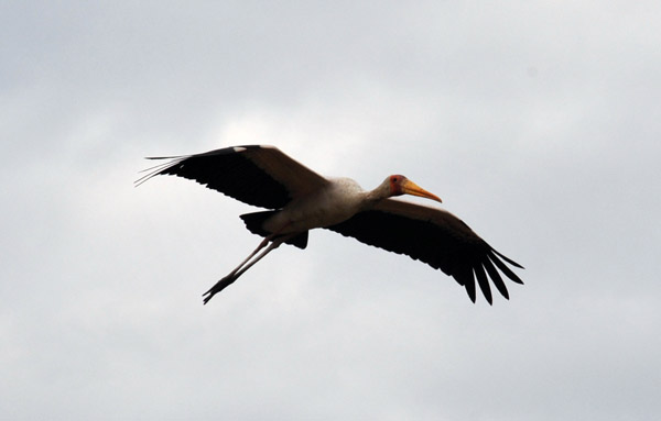 Yellow Billed Stork in flight, South Luangwa National Park