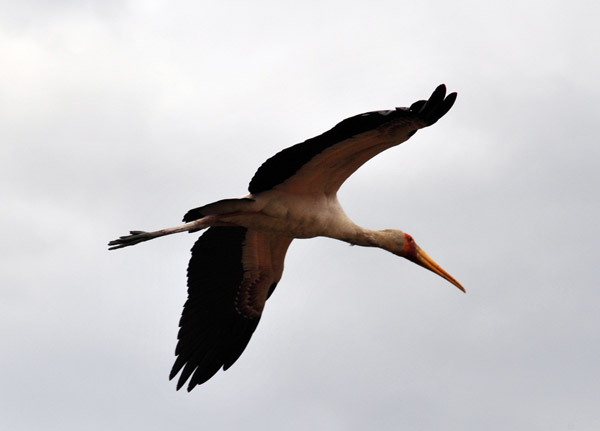 Yellow Billed Stork in flight, South Luangwa National Park