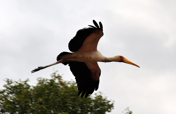 Yellow Billed Stork in flight, South Luangwa National Park