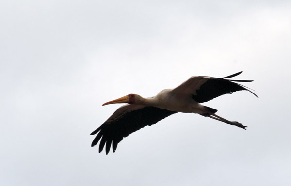 Yellow Billed Stork in flight, South Luangwa National Park