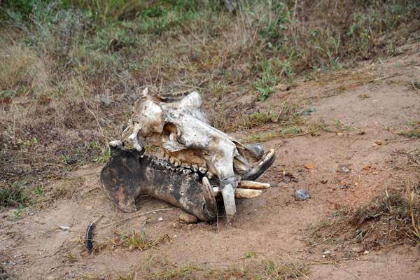 Hippo skull, South Luangwa National Park