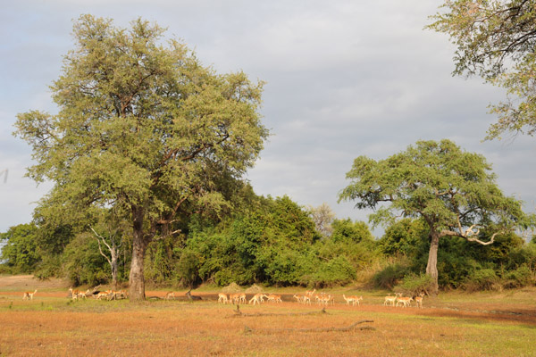 Impala, South Luangwa National Park